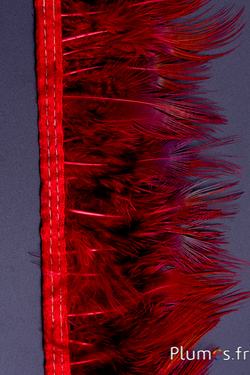 Frange faisan doré - long. plumes 6-8 cm - carmin